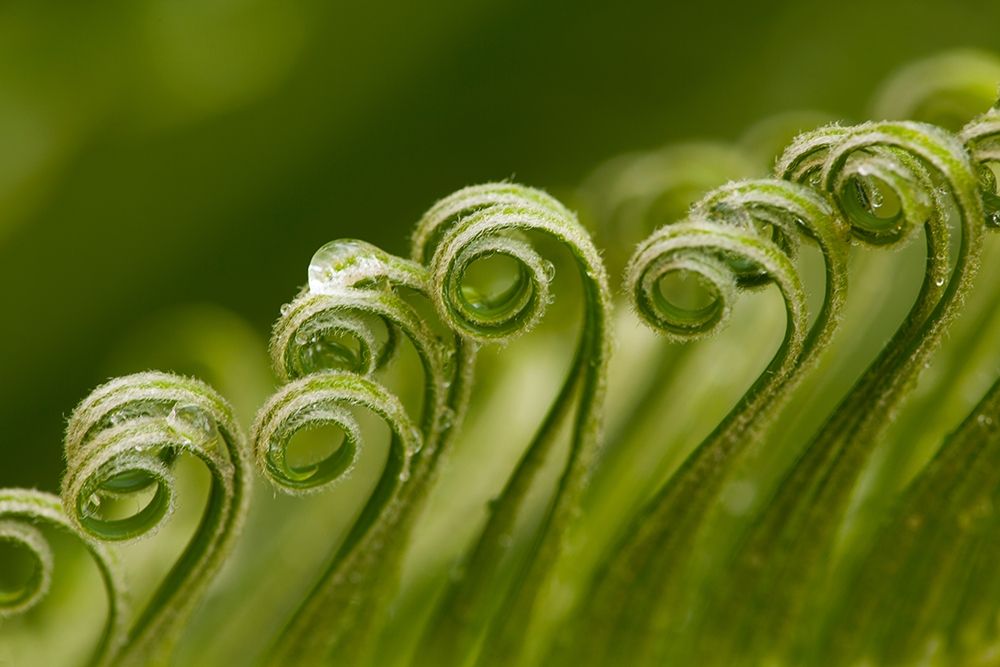 Georgia-Savannah Sago palm new growth